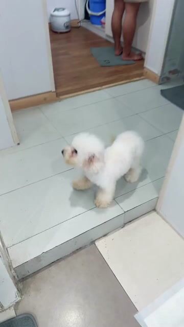 Chó Bichon mix Poodle đực trắng 8 tháng. Mua bán Chó tại Quận Hai Bà Trưng Hà Nội được đăng bởi Maison Bichon hình 1
