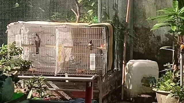 Chim chào mào gần 1 mùa khỏe mạnh. Mua bán Chim tại Huyện Mỏ Cày Bắc Bến Tre được đăng bởi Lộc Võ hình 1