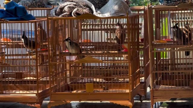 Bổi bộ to đẹp, sổ , thái độ , chim ko tl. Mua bán Chim tại Quận Sơn Trà Đà Nẵng được đăng bởi quan hình 1