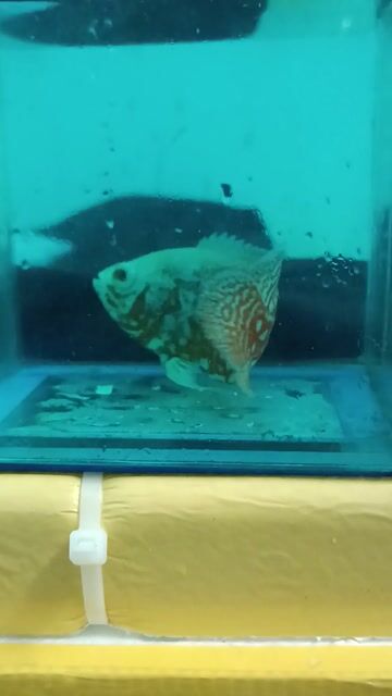 Cá Tai Tượng Trắng Cam cảnh. Mua bán Thú cưng khác tại Thành phố Thủ Đức Tp Hồ Chí Minh được đăng bởi Bằng hình 1