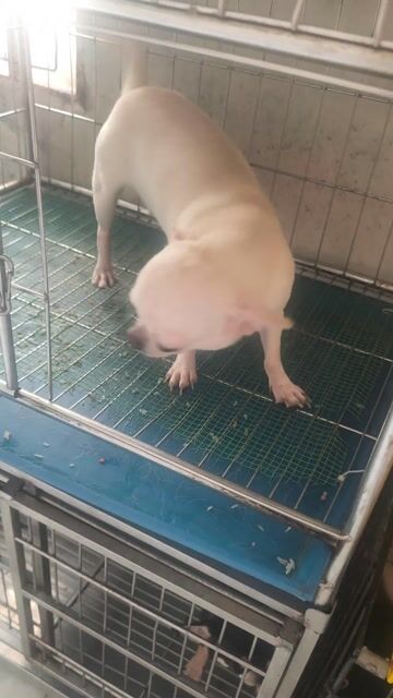 Chó Chihuahua Cái Mini Trắng. Mua bán Chó tại Huyện Nhà Bè Tp Hồ Chí Minh được đăng bởi Lân hình 1