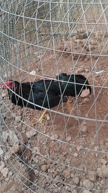 Gà chọi thái pakoy. Mua bán Gà tại Huyện Quốc Oai Hà Nội được đăng bởi Huấn hình 1