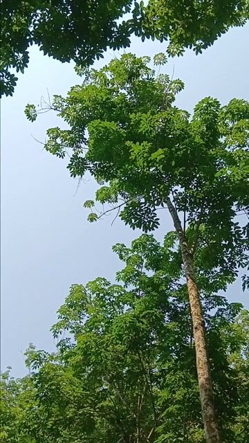 Chim Chèo bẻo đuôi cờ Đen. Mua bán Chim tại Huyện Nam Đông Thừa Thiên Huế được đăng bởi Phạm Tý hình 1