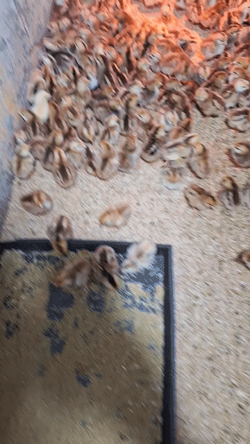 Gà ta thả vườn 1-20 ngày đã chích vacxin. Mua bán Gà tại Quận 12 Tp Hồ Chí Minh được đăng bởi Lê Thị Hảo hình 1