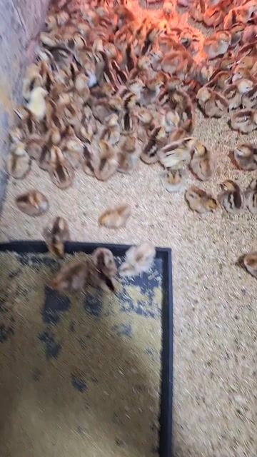 Gà ta thả vườn 1-20 ngày đã chích vacxin. Mua bán Gà tại Quận 12 Tp Hồ Chí Minh được đăng bởi Lê Thị Hảo hình 1