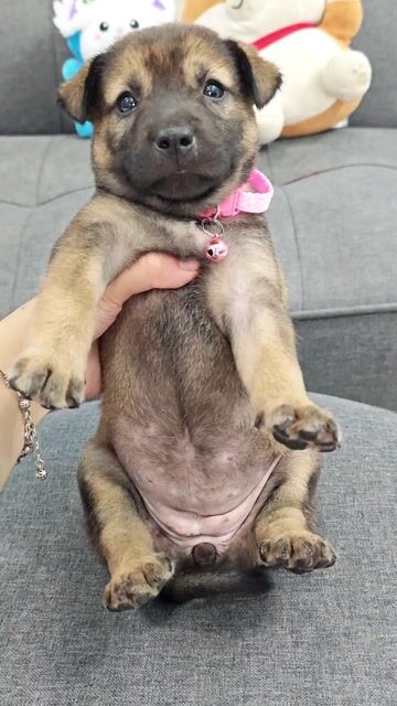 Sale 🐾🎁💢gái xinh Nhật lai xin chào sen đáng yêu🥰🎁. Mua bán Chó tại Huyện Hóc Môn Tp Hồ Chí Minh được đăng bởi Ánh Dương Pet hình 1
