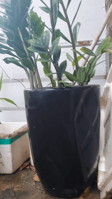 3 Cây cảnh sứ 50cm. Mua bán Cây cảnh, đồ trang trí tại Quận Hà Đông Hà Nội được đăng bởi Trâu hình 1