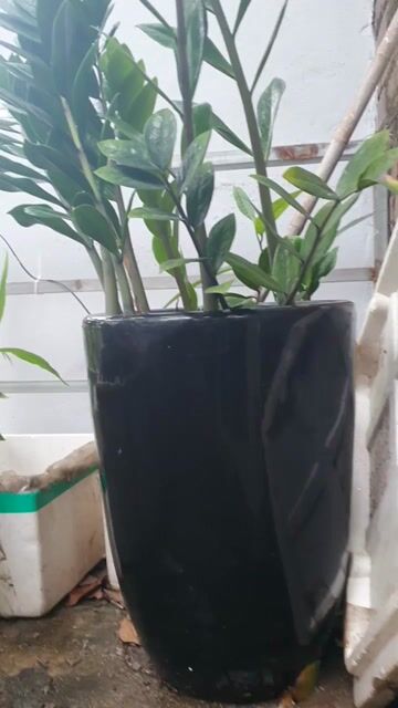 3 Cây cảnh sứ 50cm. Mua bán Cây cảnh, đồ trang trí tại Quận Hà Đông Hà Nội được đăng bởi Trâu hình 1