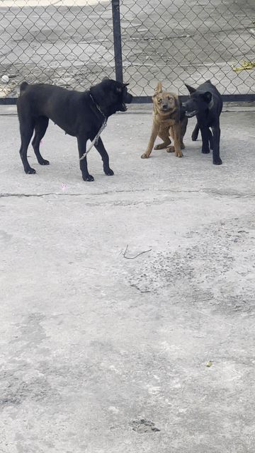 Chó Cộc thuần chủng đực 3 tháng. Mua bán Chó tại Quận Bình Tân Tp Hồ Chí Minh được đăng bởi minh sơn hình 1