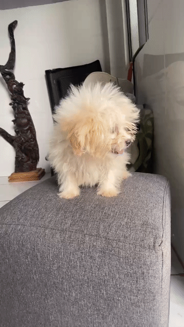 Chó Bò sữa con màu Đen trắng. Mua bán Chó tại Thành phố Đà Lạt Lâm Đồng được đăng bởi AiThuong PET SHOP hình 1