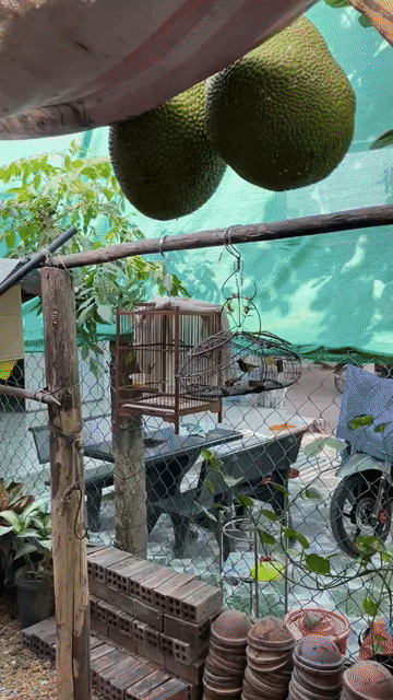 Cần Giao Lưu Chim 5 Màu Mồi Sang Ốc Mít Dợt Lụp. Mua bán Chim tại Huyện Bắc Tân Uyên Bình Dương được đăng bởi Chim và Cá Cảnh Bình Dương hình 1