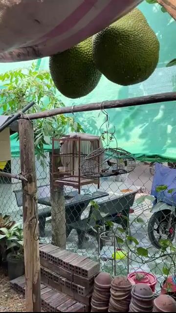 Cần Giao Lưu Chim 5 Màu Mồi Sang Ốc Mít Dợt Lụp. Mua bán Chim tại Huyện Bắc Tân Uyên Bình Dương được đăng bởi Chim và Cá Cảnh Bình Dương hình 1