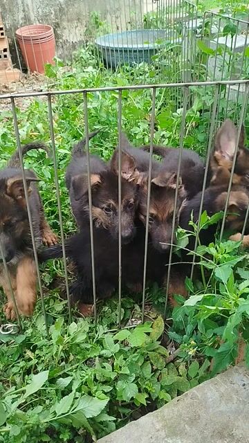 Chó Becgie Đức lông xù. Mua bán Chó tại Huyện Bình Chánh Tp Hồ Chí Minh được đăng bởi Anh nông dân da đen hình 1