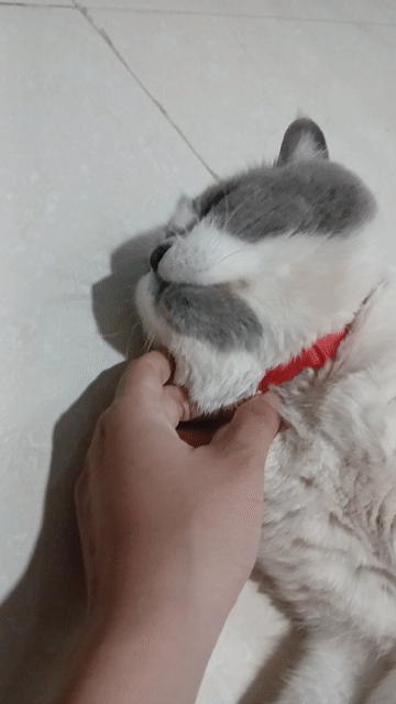 Mèo Anh lông ngắn đực đã tiêm phòng. Mua bán Mèo tại Huyện Thạnh Phú Bến Tre được đăng bởi H Duy hình 1