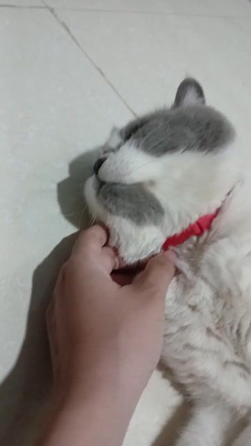 Mèo Anh lông ngắn đực đã tiêm phòng. Mua bán Mèo tại Huyện Thạnh Phú Bến Tre được đăng bởi H Duy hình 1