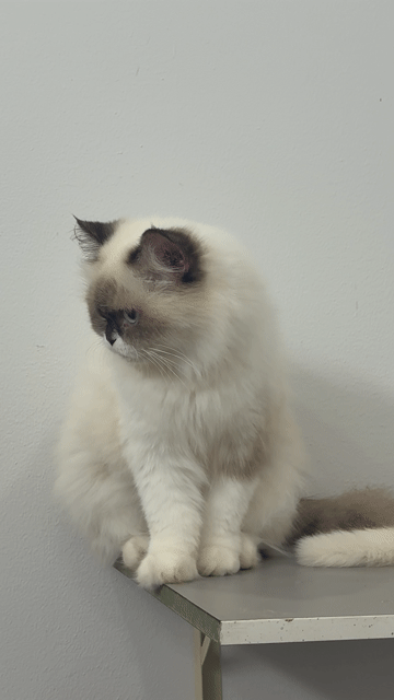 Mèo Ragdoll. Mua bán Mèo tại Quận 10 Tp Hồ Chí Minh được đăng bởi Hà Nguyễn hình 1