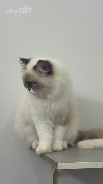 Mèo Ragdoll. Mua bán Mèo tại Quận 10 Tp Hồ Chí Minh được đăng bởi Hà Nguyễn hình 1