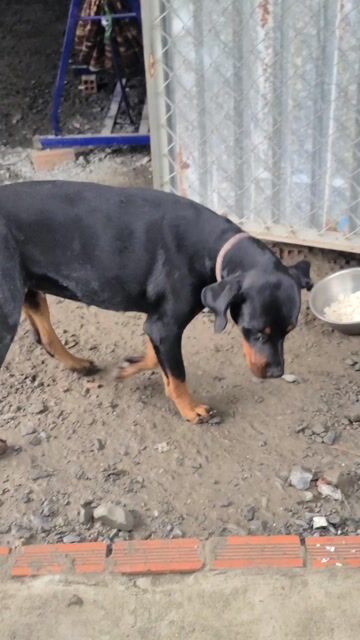 Chó Doberman cái 36kg Đen vàng. Mua bán Chó tại Huyện Bình Chánh Tp Hồ Chí Minh được đăng bởi Hứa Cường  hình 1