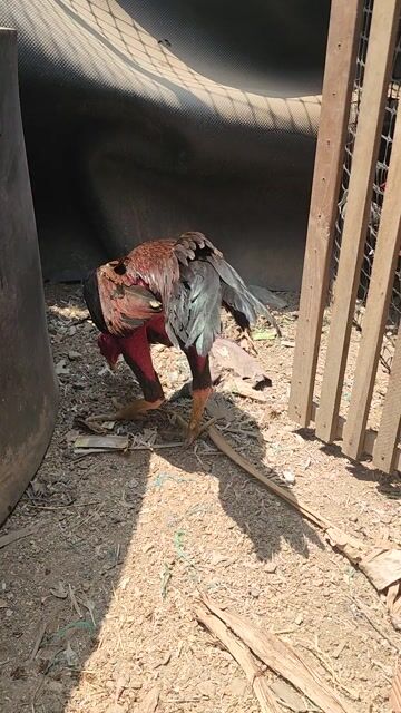 Gà chọi 2.8kg bịp kèo 2 bên. Mua bán Gà tại Thị xã An Nhơn Bình Định được đăng bởi Tiệm Trà Bản Địa Sapa hình 1