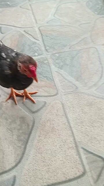 Gà tre đen 4 tháng 2.5 lạng. Mua bán Gà tại Thành phố Sóc Trăng Sóc Trăng được đăng bởi hải p3 hình 1