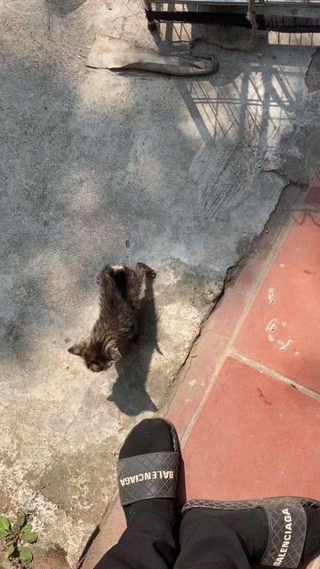 Mèo nhỏ lớn Đen trắng. Mua bán Mèo tại Huyện Thanh Oai Hà Nội được đăng bởi Hải hình 1