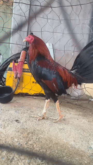 Gà chọi Đỏ Đen 1.33kg. Mua bán Gà tại Huyện Trảng Bom Đồng Nai được đăng bởi Minh hình 1