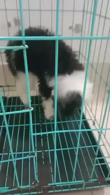 chó Poodle bò sữa thuần chủng. Mua bán Chó tại Huyện Bàu Bàng Bình Dương được đăng bởi Gia Hân hình 1