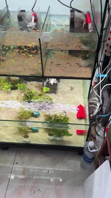 Bể cá cảnh Kính 10ly, 12ly. Mua bán Phụ kiện, Thức ăn, Dịch vụ tại Quận Gò Vấp Tp Hồ Chí Minh được đăng bởi Nguyễn Anh Tuấn hình 1