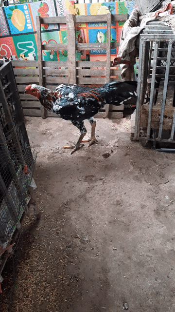 Gà tơ đực 7 tháng. Mua bán Gà tại Quận Nam Từ Liêm Hà Nội được đăng bởi long hình 1