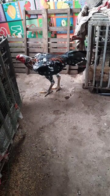 Gà tơ đực 7 tháng. Mua bán Gà tại Quận Nam Từ Liêm Hà Nội được đăng bởi long hình 1