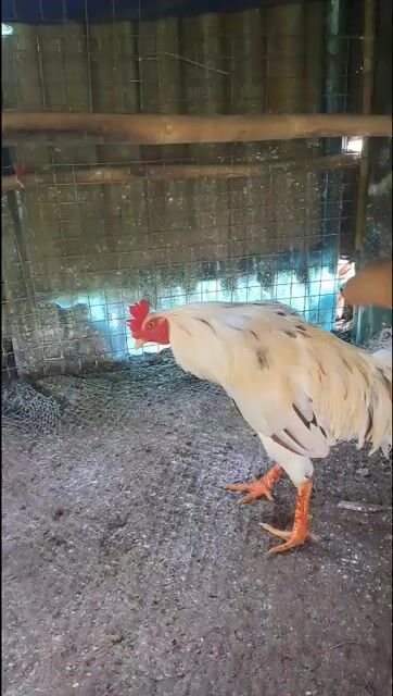 Gà chọi Thái Mỹ 3.3kg. Mua bán Gà tại Quận 12 Tp Hồ Chí Minh được đăng bởi gà tre  hình 1