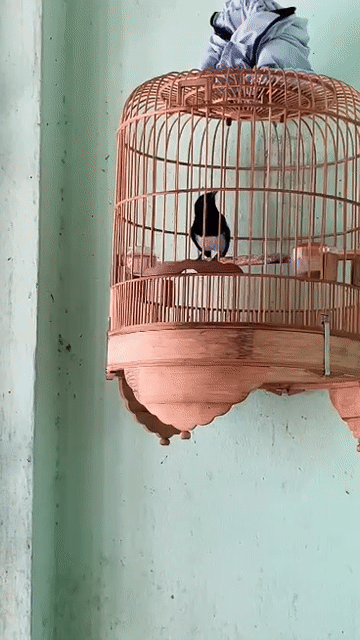 Chim chích chòe than mùa 3 lộn khiển tay. Mua bán Chim tại Quận Bình Tân Tp Hồ Chí Minh được đăng bởi lisa hình 1