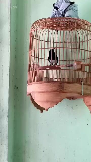 Chim chích chòe than mùa 3 lộn khiển tay. Mua bán Chim tại Quận Bình Tân Tp Hồ Chí Minh được đăng bởi lisa hình 1