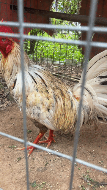 Gà chọi 2.9kg Đa sắc. Mua bán Gà tại Thành phố Thủ Đức Tp Hồ Chí Minh được đăng bởi Tuấn Bảo hình 1