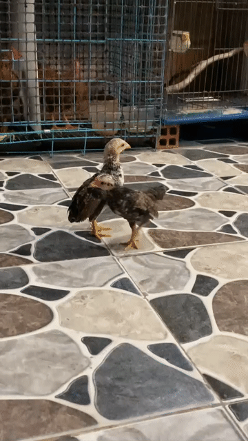 Gà con đực 1-2 tháng 4 con. Mua bán Gà tại Quận 12 Tp Hồ Chí Minh được đăng bởi DungPhu hình 1