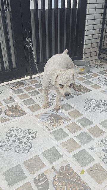 Chó Poodle trắng. Mua bán Chó tại Quận Liên Chiểu Đà Nẵng được đăng bởi Hùng hình 1