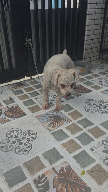 Chó Poodle trắng. Mua bán Chó tại Quận Liên Chiểu Đà Nẵng được đăng bởi Hùng hình 1