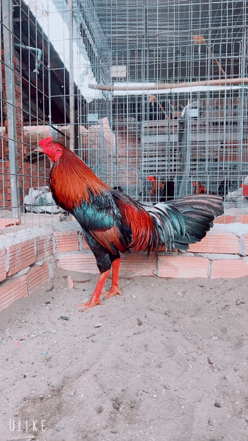 Gà Điều 3.1kg Đực chân Xanh. Mua bán Gà tại Thành phố Sa Đéc Đồng Tháp được đăng bởi Gà Nòi Đồng Tháp hình 1