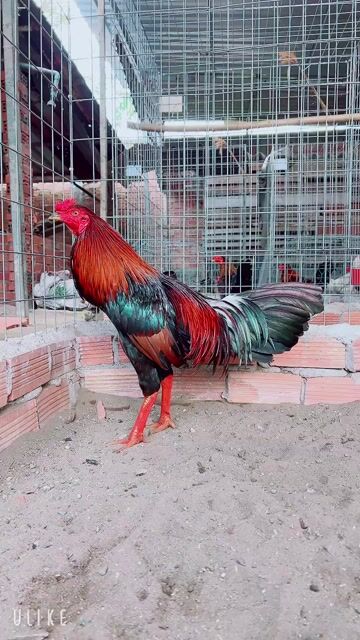 Gà Điều 3.1kg Đực chân Xanh. Mua bán Gà tại Thành phố Sa Đéc Đồng Tháp được đăng bởi Gà Nòi Đồng Tháp hình 1