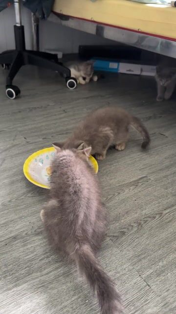 Mèo Anh lông ngắn xám, trắng xám, tabby. Mua bán Mèo tại Quận Bình Tân Tp Hồ Chí Minh được đăng bởi Hồng Sơn hình 1