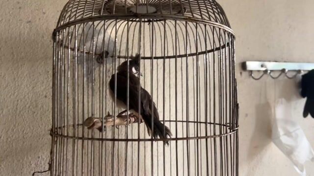 Chim chào mào non Huế. Mua bán Chim tại Quận Cẩm Lệ Đà Nẵng được đăng bởi Cu Anh hình 1