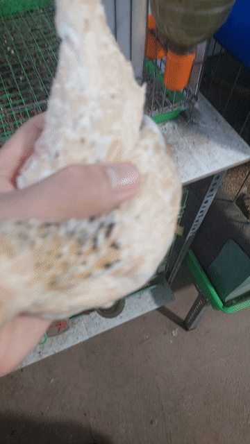Gà tre bắc mơ. Mua bán Gà tại Huyện Bình Chánh Tp Hồ Chí Minh được đăng bởi Thưởng hình 1