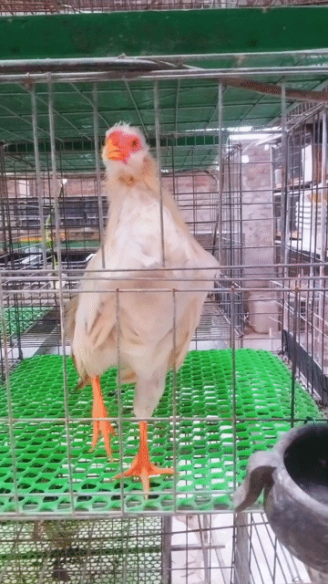 Đôi gà cảnh Tân Châu Khét sữa. Mua bán Gà tại Huyện Đông Anh Hà Nội được đăng bởi Trại Gà Tre Gà Chọi Hà Nội hình 1