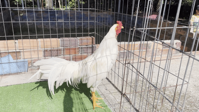 Gà 2.9 kg. Mua bán Gà tại Huyện Châu Thành Bến Tre được đăng bởi Nguyễn trung  hình 1