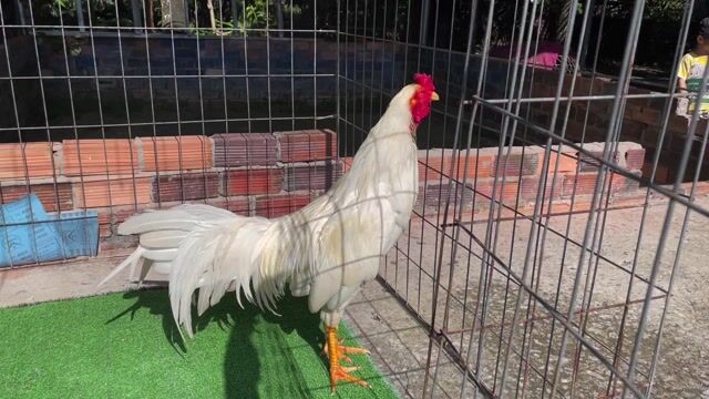 Gà 2.9 kg. Mua bán Gà tại Huyện Châu Thành Bến Tre được đăng bởi Nguyễn trung  hình 1
