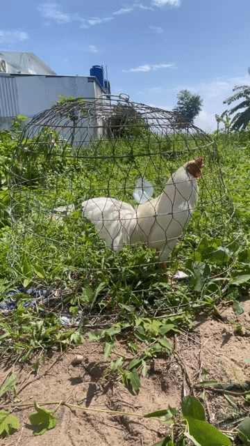 Gà trống Trắng Làm cảnh/Làm giống Khỏe mạnh. Mua bán Gà tại Thành phố Rạch Giá Kiên Giang được đăng bởi Hạo Thiên Lê hình 1