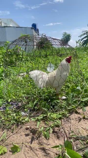 Gà trống Trắng Làm cảnh/Làm giống Khỏe mạnh. Mua bán Gà tại Thành phố Rạch Giá Kiên Giang được đăng bởi Hạo Thiên Lê hình 1