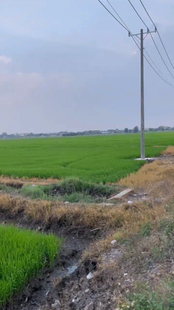 Mua bán Đất Huyện Hóc Môn Tp Hồ Chí Minh diện tích 9166 m² giá 29,5 tỷ