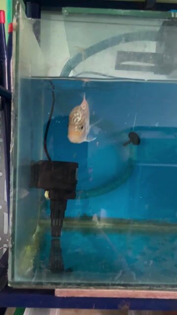 Cá Flowerhorn màu Hồng. Mua bán Thú cưng khác tại Huyện Bình Chánh Tp Hồ Chí Minh được đăng bởi Sơn Nguyen hình 1