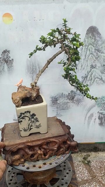 Cây cảnh Sam núi Văn nhân. Mua bán Cây cảnh, đồ trang trí tại Thị xã Tân Uyên Bình Dương được đăng bởi bonsai mini hình 1